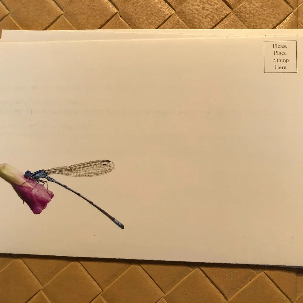 8 Blank Note Cards - Bluebirds, Ladybug and Dragonfly New